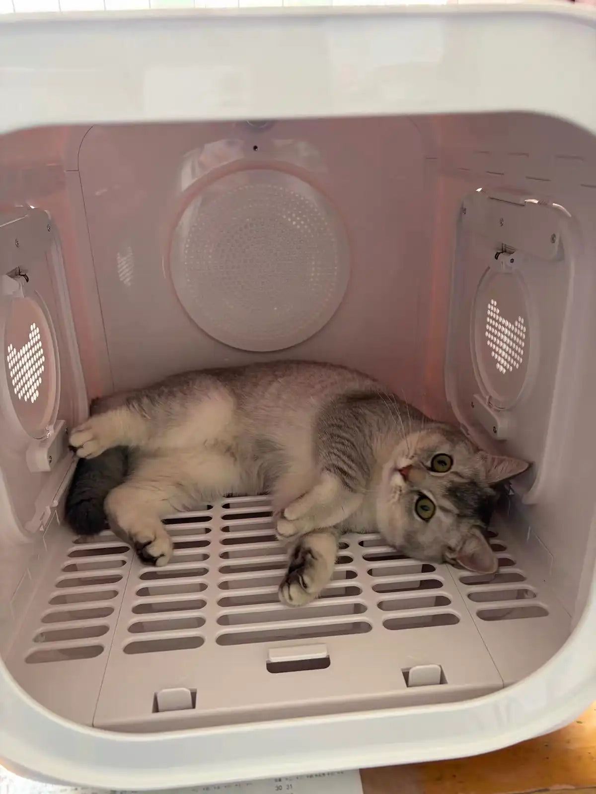 62L pet dryer box with cat inside - side view quiet safe drying for cats and small dogs