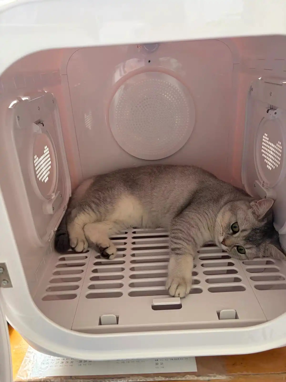 62L pet dryer box with cat inside - close up quiet safe drying for cats and small dogs